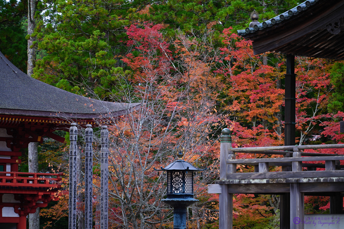 和歌山 高野山・壇上伽藍紅葉巡り 2020 ／ シグマ SIGMA 105mm